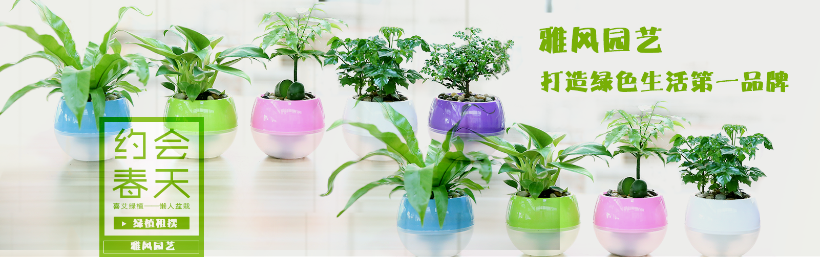 西安綠植租賃