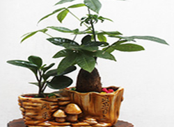 辦公室綠植